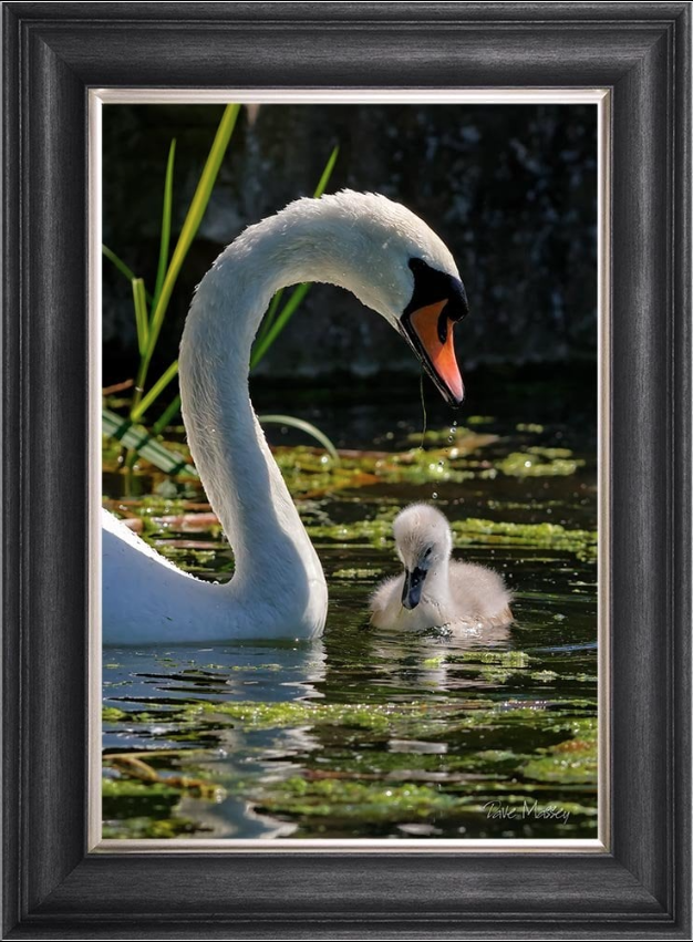 Swan With Cygnet Picture