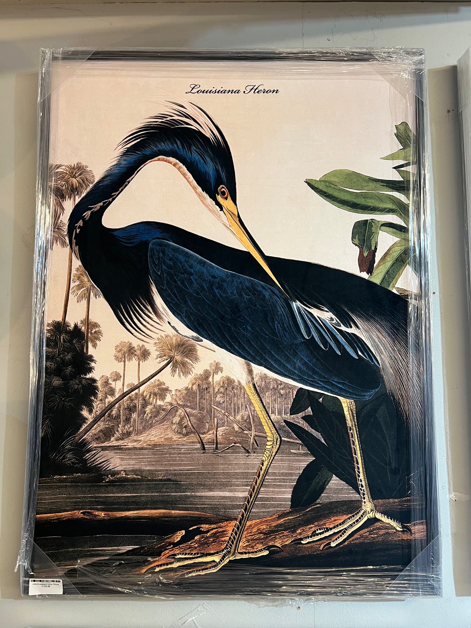 Velvet Louisiana Heron Picture