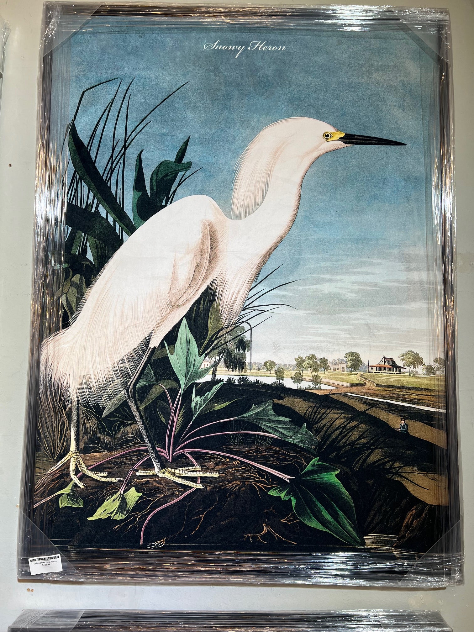 Velvet Snowy Heron Picture