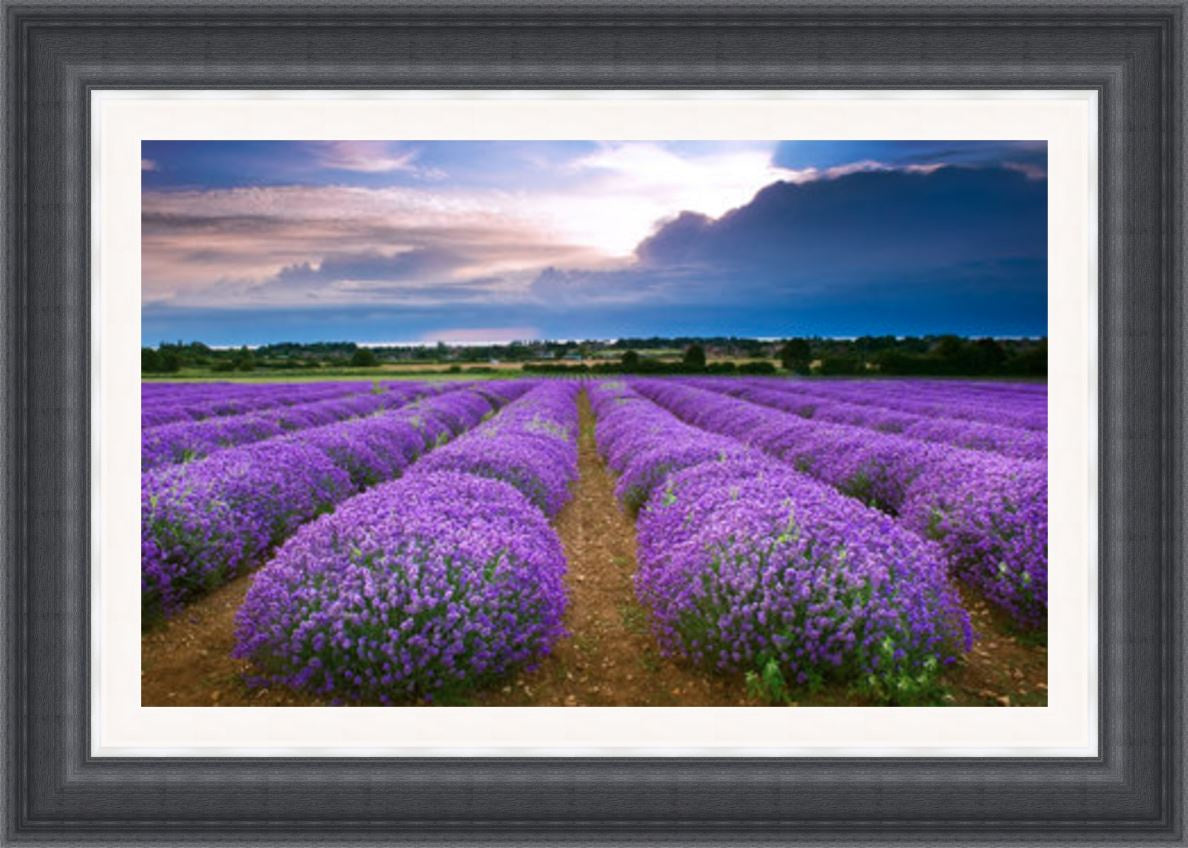 Heacham Lavender Field Norfolk Picture